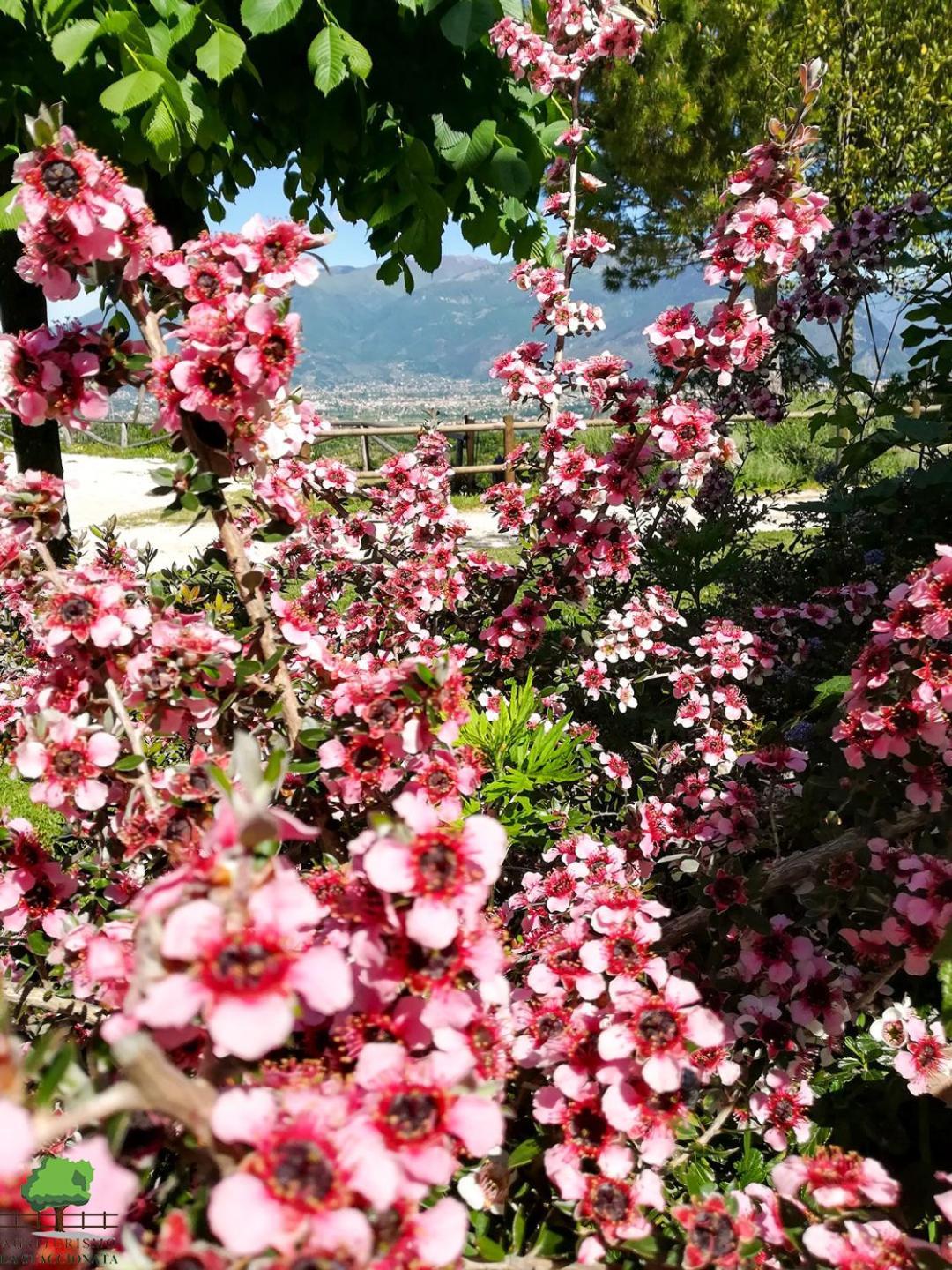Villa La Staccionata Arpino Esterno foto